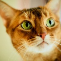 curious cat