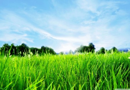 Close up of fresh grass - green, fresh, blue sky, grass