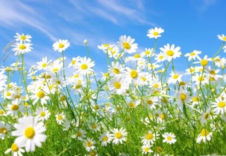 Field of daisies - daisies, flowers, field, nature