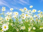 Field of daisies