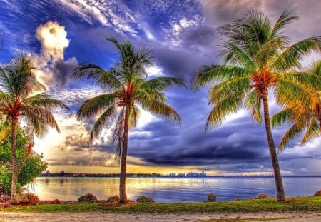 Tropics - palm trees, ocean, beach, sky, tropics, sun, palms, summer, tropical, wind, nature, clouds, golden, sunny, sea