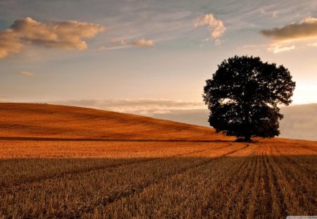 Tree in the field - field, nature, tree, autumn