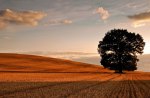 Tree in the field