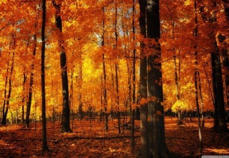 Orange forest - nature, autumn, forests, trees, popular, forest, orange, wallpaper