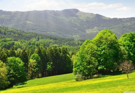 Spring Mountain - green, mountain, trees, spring