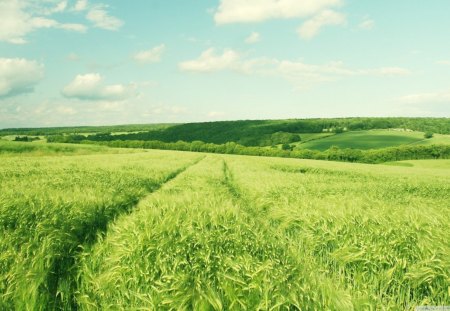 summer green wheat field - field, wheat, summer, green