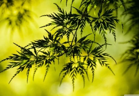 Summer tree leaves - leaves, green, summer, trees