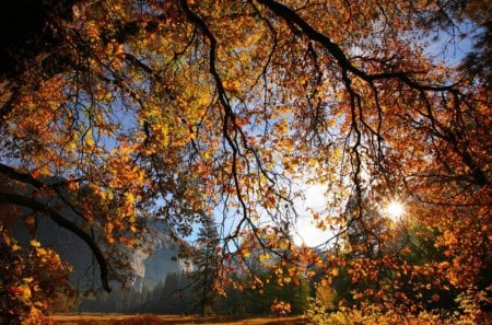 Brilho de Outono - nature, autumn, shine, trees