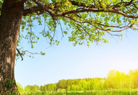 Brilho de Verão - nature, summer, tree, green