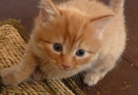 cute kitty - nature, kitty, kitten, little, ginger