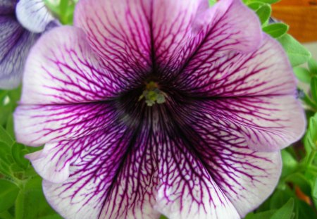 Petunia - alb, floare, parfum, mov