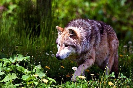 Grey Wolf walking - flowers, forest, nature, predator