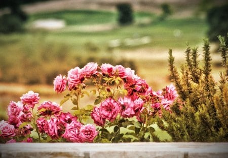 roses - nature, fence, roses, pink, flowers, garden