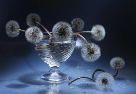 Dandelion - flowers, dandelion, nature, blue