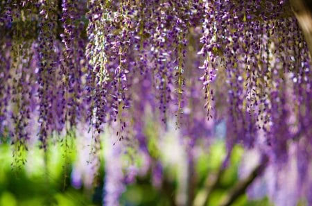 Wisteria - beauty, bokeh, lovely, nature, wisteria, purple, pretty, beautiful, green, splendor, flowers, colors, purple flowers