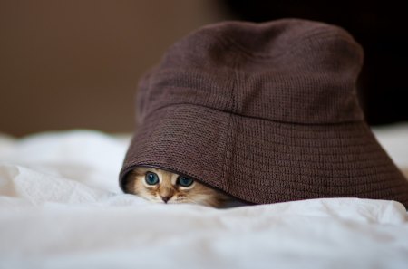 Here I Am:) - pretty, cat face, cat eyes, eyes, animal, kitten, cats, face, blue eyes, hat, beautiful, photography, beauty, lovely, love, sweet, cat, funny, feline, cute, adorable, animals, kitty