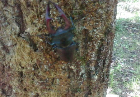 Bug - nature, original, mc, forest, bug