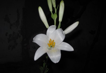 Lily - white, nature, mc, lily, flower