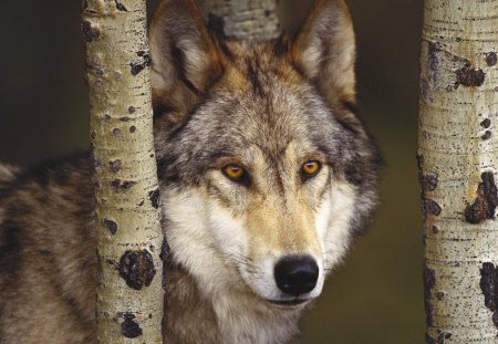 The Eyes of a Wolf - trunk, ears, wolf, eyes, dog, tree, fur, nose, nature, ddaylight, bark, day, animals