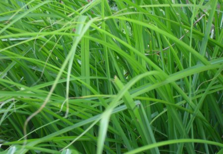 Bending Grass - nature, green, grass, beautiful