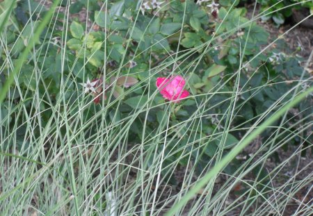 Hot Pink Flower Hides Behind Grass - nature, grass, flower, pink