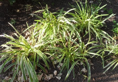 Shining Grass - shining, grass, nature, green