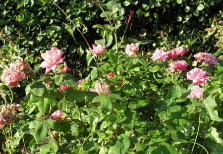 Pink Flowers