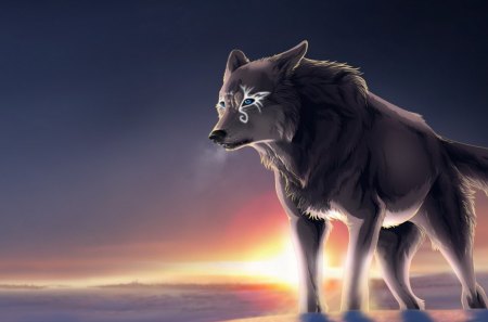 its a wolf - snow, animal, sunset, nature