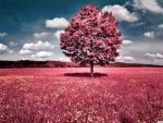 pink-field