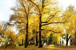 yellow-trees-sunny-autumn-afternoon