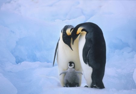 Familia reunida - gelo, vida, pinguins, natureza, frio