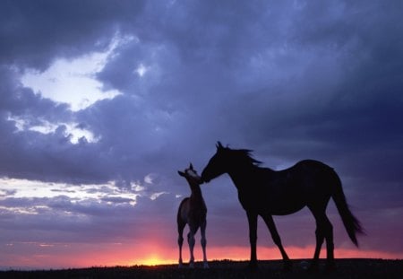 Lindos cavalos - cavalos, ceu, nuvens, natureza, sol