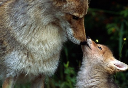 Beijo maternal - vida, animal, natureza, lobos, bonito