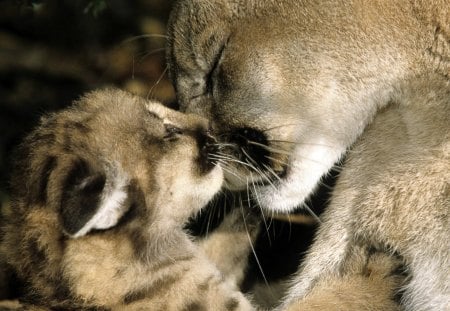 Mamae e seu bebe - animais, bebe, vida, natureza, bonitas, mamae