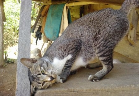 cats - ngalem, nakal, cat, kucing