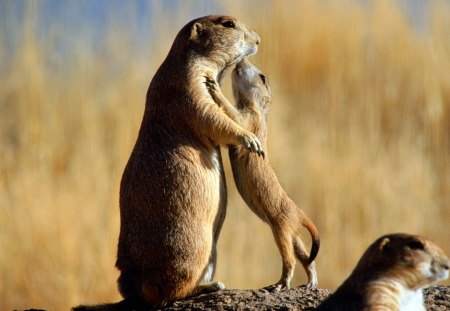 Mamae e seu bebe - mamae, bonita, bebe, vida, animais, natureza