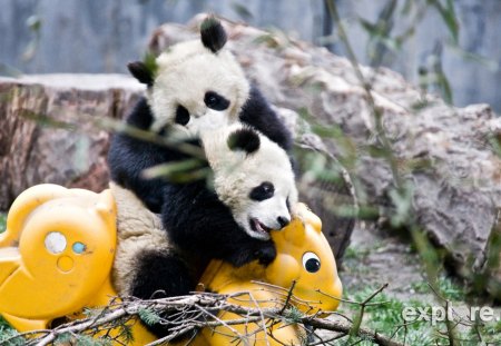 Vamos brincar! - plantas, brinquedo, ursos, bonitos, panda