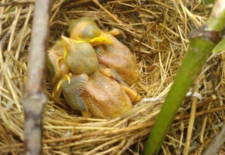 sleeping poult - sleping, birds, pentet, poult