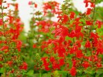 red flowers