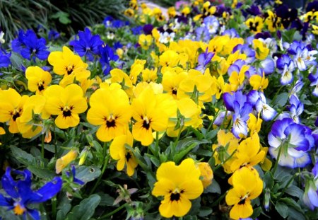 Colorful Pancy - pretty, viola tricolor, colorful, pancy