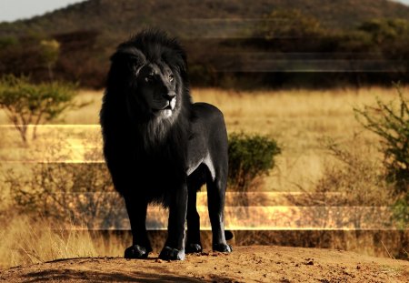 Real Life Scar - black, fur, king, scar, africa, lion, cat, kitty