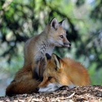 Fox Family