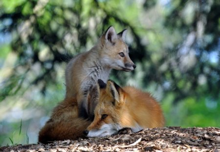 Fox Family - family, wild, animal, fox