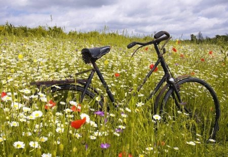 Wild field Ride - cycle, bi, field, flower, wild