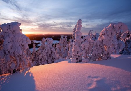 Winter sunrise - twighlight, landscape, pine, winter, mountains, wallpaper, sunset, hd, nature, white, forest, dawn, snow, sunrise