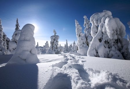 Brightness day - pine, forest, wallpaper, winter, freeze, landscape, frost, sun, hd, white, sky, morning, bright, nature, snow, sunshine