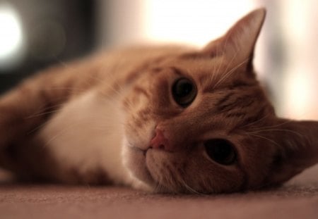 Honey - honey, ginger, beautiful, eyes, cat