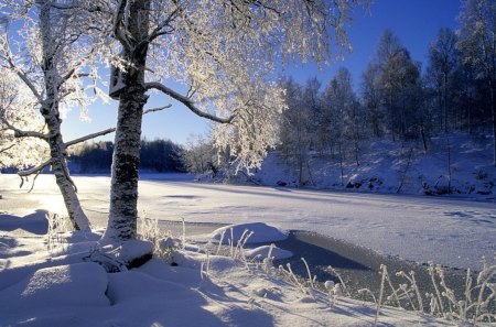 Winter day - winter, snow, landscape, white, nature, freeze, hd, frost, wallpaper