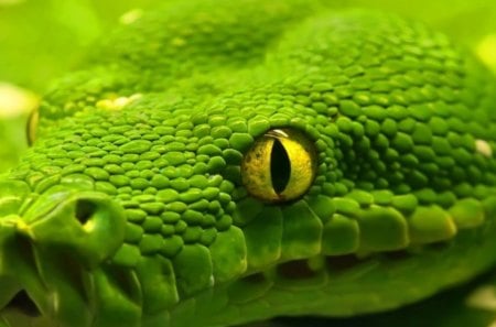 Boa - emerald, boa, snake, green