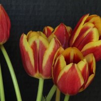 Tulips